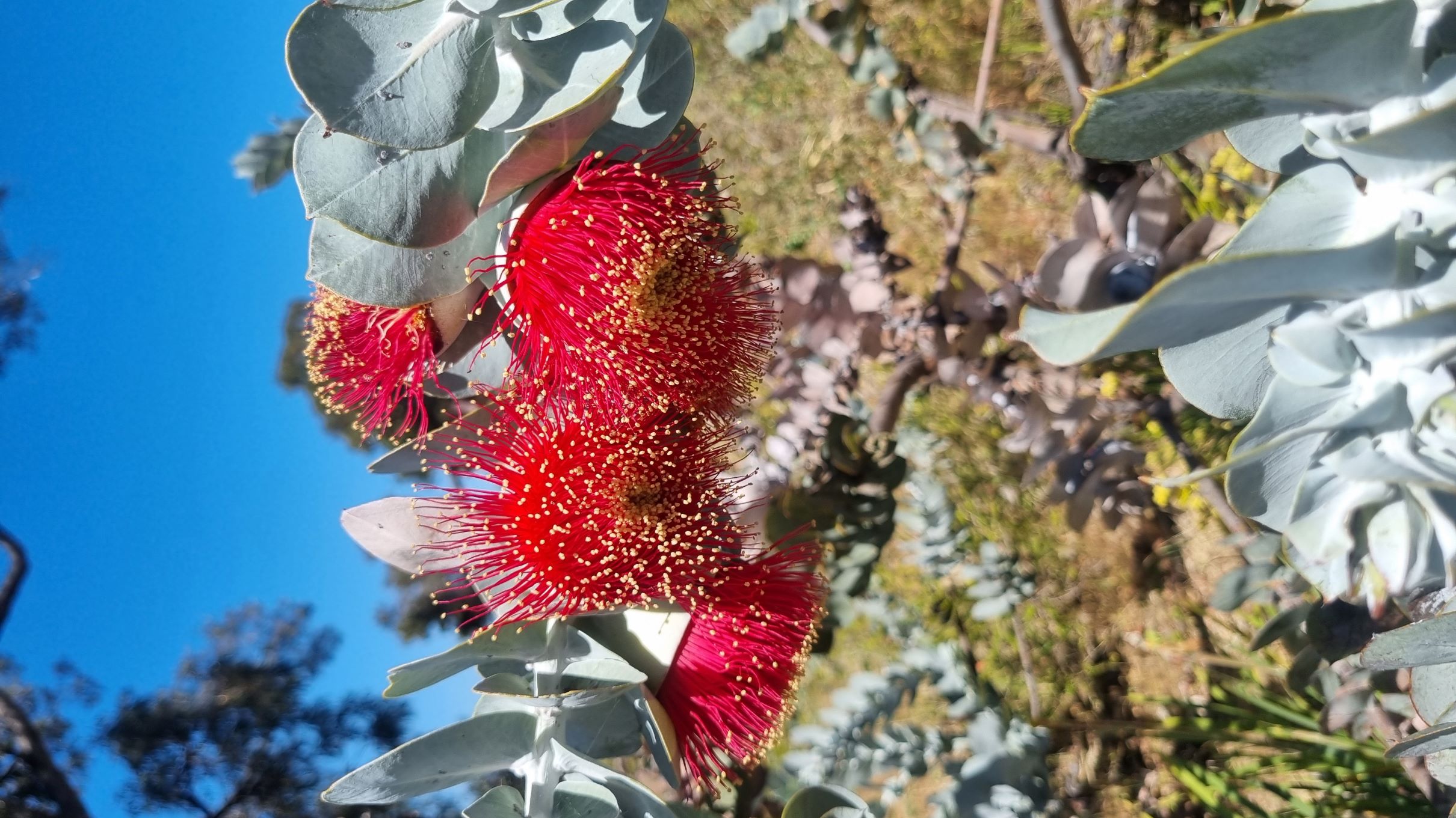 macrocarpa